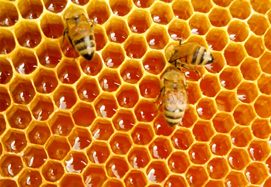 ハチミツの採取