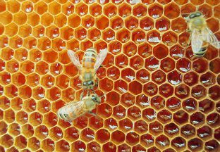 まつえ蜂蜜　蜂蜜
